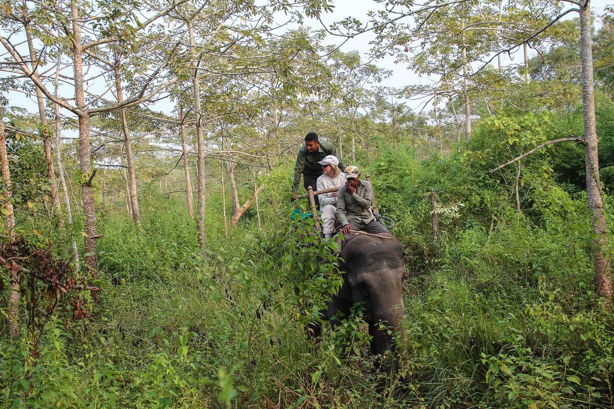 यसकारण असार १ गतेदेखि चितवनमा जंगल सफारी बन्द गरिने