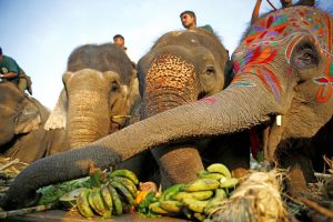 एक दिनको वनभोजमा हात्तीले खाए एक लाख ६३ हजार ३०० रूपैयाँको चना, केरा,भुइँकटर, स्याउ, उखु, सखर