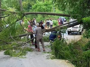 भक्तपुर सल्लाघारीमा रूखले किच्दा ३ जनाको ज्यान गयो, जरैदेखि ढलेको थियो रूख