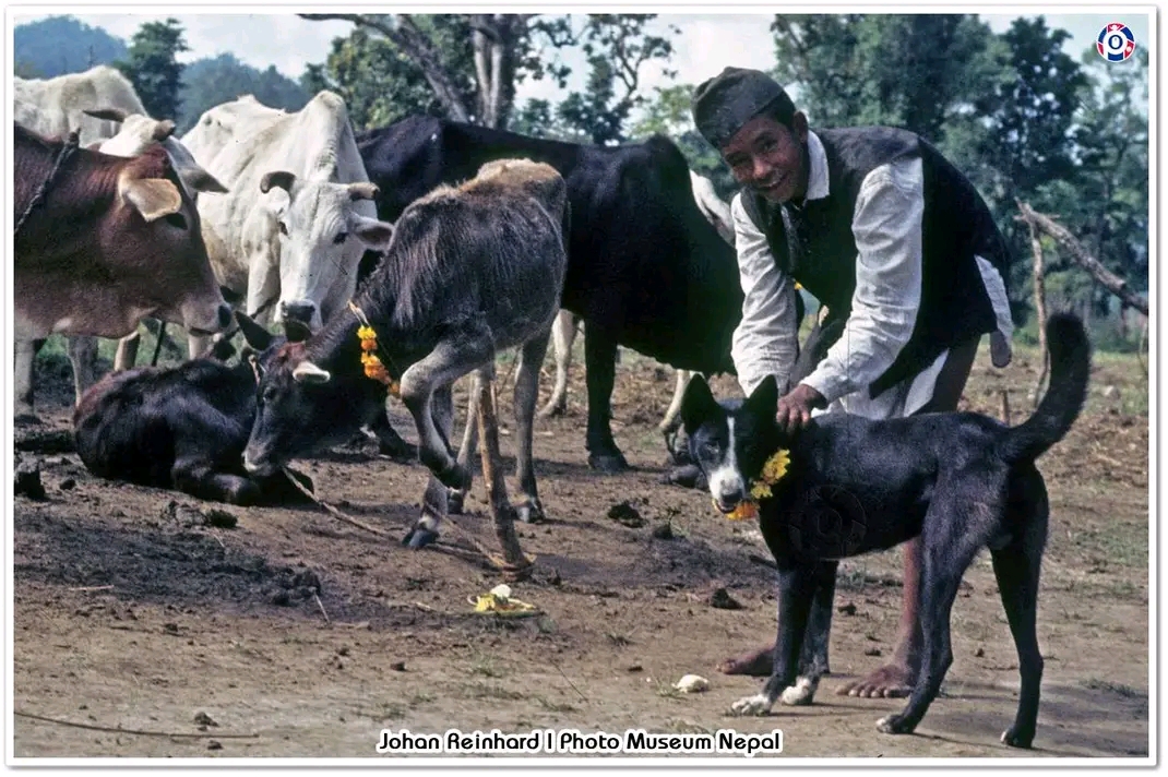 यमपञ्चक अन्तर्गत आज कुकुर तिहार मनाइँदै, तिथिका कारण साँझ लक्ष्मी पूजा