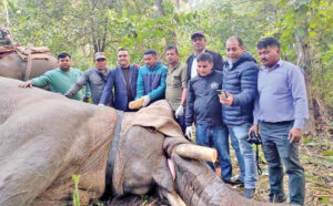 काटिए धुर्बे हात्तीका दाह्रा