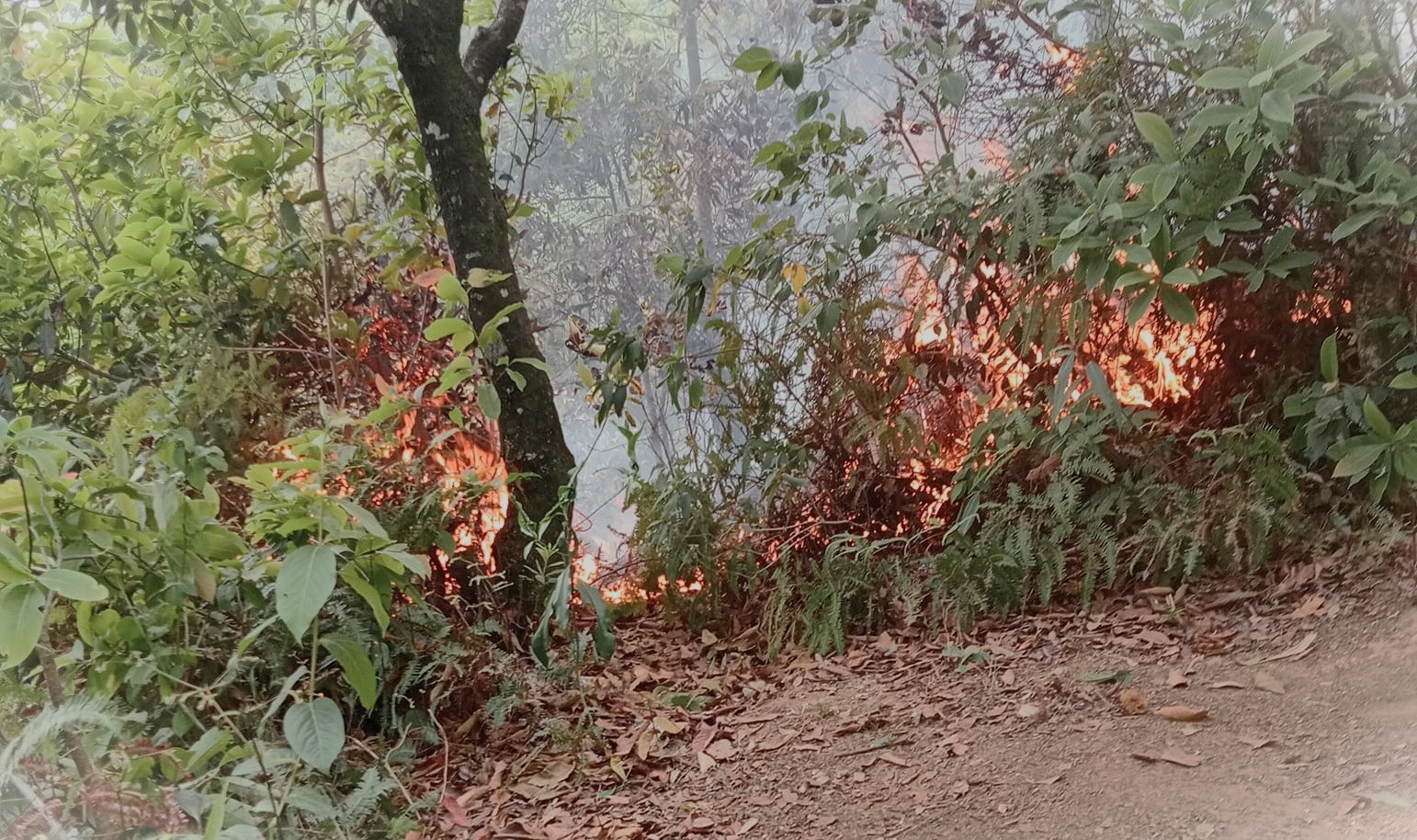 मातातिर्थ क्षेत्रमा भीषण आगलागी